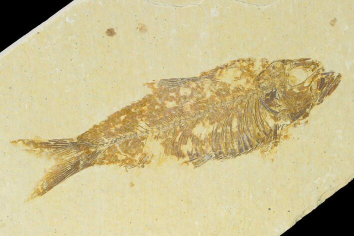 Bargain, Fossil Fish (Knightia) - Wyoming #158998